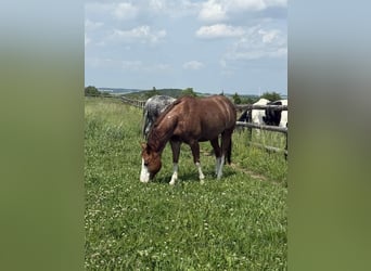 American Quarter Horse, Gelding, 8 years, 14,2 hh, Chestnut-Red
