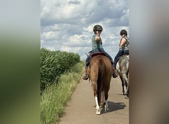 American Quarter Horse, Gelding, 8 years, 14,2 hh, Chestnut-Red