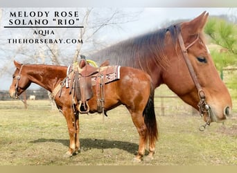 American Quarter Horse, Gelding, 8 years, 14,2 hh, Chestnut