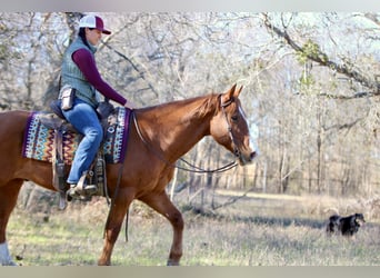 American Quarter Horse, Gelding, 8 years, 14,2 hh, Chestnut