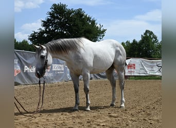 American Quarter Horse, Gelding, 8 years, 14,2 hh, Gray