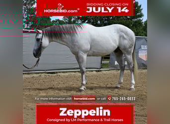 American Quarter Horse, Gelding, 8 years, 14,2 hh, Gray