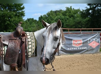 American Quarter Horse, Gelding, 8 years, 14,2 hh, Gray