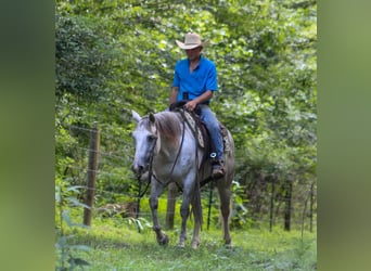 American Quarter Horse, Gelding, 8 years, 14,2 hh, Gray
