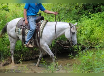 American Quarter Horse, Gelding, 8 years, 14,2 hh, Gray