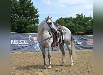 American Quarter Horse, Gelding, 8 years, 14,2 hh, Gray