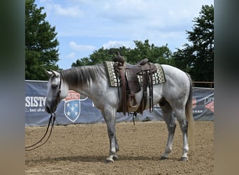American Quarter Horse, Gelding, 8 years, 14,2 hh, Gray