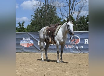 American Quarter Horse, Gelding, 8 years, 14,2 hh, Gray