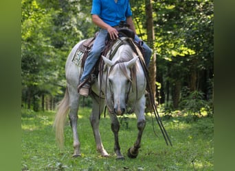 American Quarter Horse, Gelding, 8 years, 14,2 hh, Gray