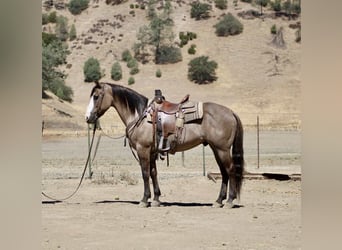 American Quarter Horse, Gelding, 8 years, 14,2 hh, Grullo