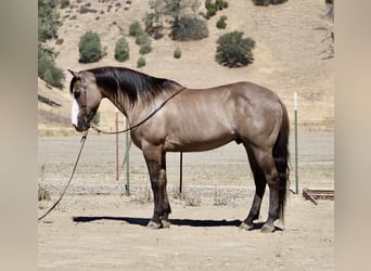 American Quarter Horse, Gelding, 8 years, 14,2 hh, Grullo