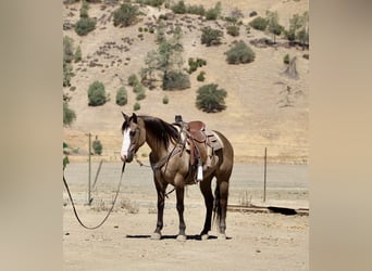 American Quarter Horse, Gelding, 8 years, 14,2 hh, Grullo