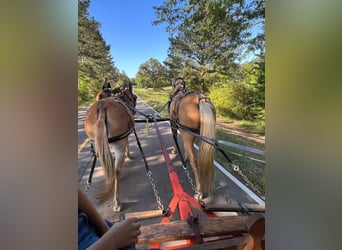 American Quarter Horse, Gelding, 8 years, 14,2 hh, Palomino