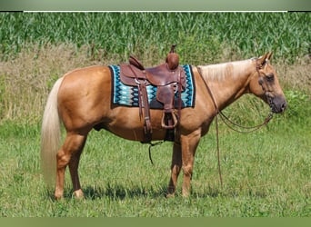American Quarter Horse, Gelding, 8 years, 14,2 hh, Palomino