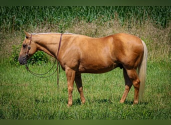 American Quarter Horse, Gelding, 8 years, 14,2 hh, Palomino