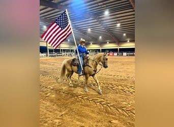 American Quarter Horse, Gelding, 8 years, 14,2 hh, Palomino