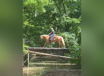 American Quarter Horse, Gelding, 8 years, 14,2 hh, Palomino