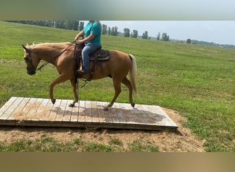 American Quarter Horse, Gelding, 8 years, 14,2 hh, Palomino