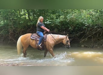 American Quarter Horse, Gelding, 8 years, 14,2 hh, Palomino