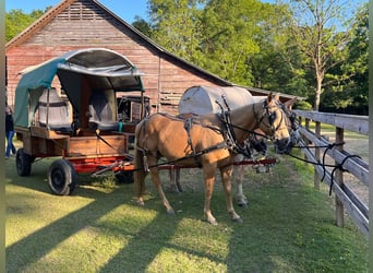 American Quarter Horse, Gelding, 8 years, 14,2 hh, Palomino