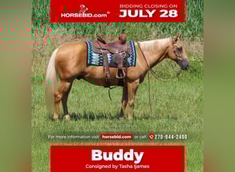 American Quarter Horse, Gelding, 8 years, 14,2 hh, Palomino
