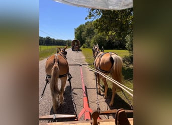 American Quarter Horse, Gelding, 8 years, 14,2 hh, Palomino