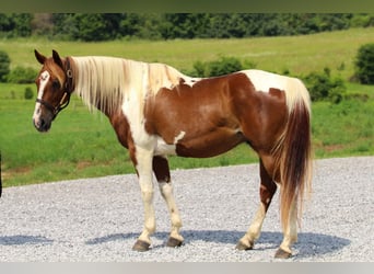 American Quarter Horse, Gelding, 8 years, 14,2 hh