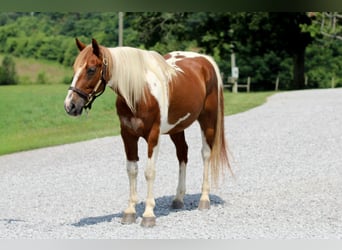 American Quarter Horse, Gelding, 8 years, 14,2 hh