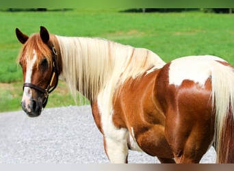 American Quarter Horse, Gelding, 8 years, 14,2 hh