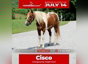 American Quarter Horse, Gelding, 8 years, 14,2 hh