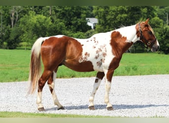American Quarter Horse, Gelding, 8 years, 14,2 hh