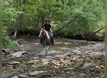 American Quarter Horse, Gelding, 8 years, 14,2 hh