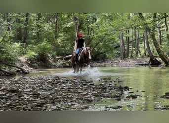 American Quarter Horse, Gelding, 8 years, 14,2 hh