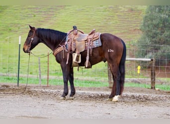 American Quarter Horse, Gelding, 8 years, 14,3 hh, Bay