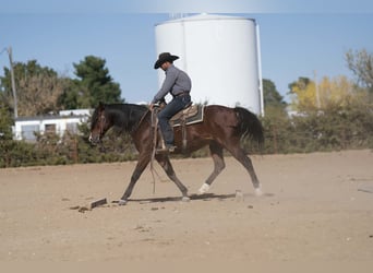 American Quarter Horse Mix, Gelding, 8 years, 14,3 hh, Bay