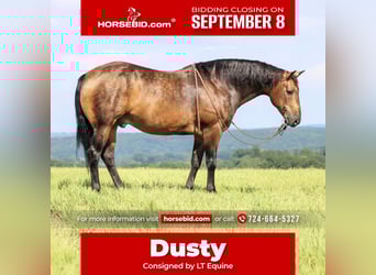 American Quarter Horse, Gelding, 8 years, 14,3 hh, Buckskin