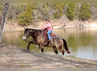 American Quarter Horse, Gelding, 8 years, 14,3 hh, Buckskin