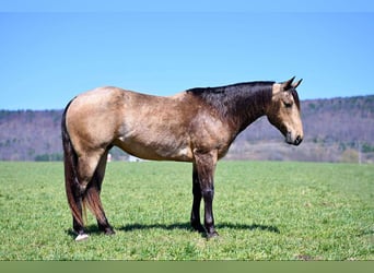 American Quarter Horse, Gelding, 8 years, 14,3 hh, Buckskin