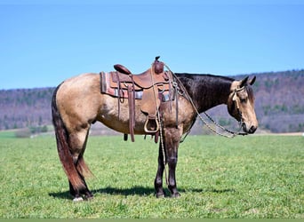 American Quarter Horse, Gelding, 8 years, 14,3 hh, Buckskin