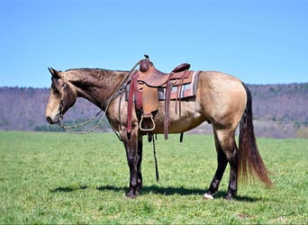 American Quarter Horse, Gelding, 8 years, 14,3 hh, Buckskin
