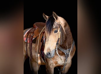 American Quarter Horse, Gelding, 8 years, 14,3 hh, Buckskin