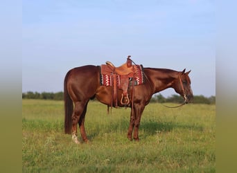 American Quarter Horse, Gelding, 8 years, 14,3 hh, Chestnut