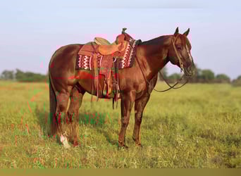 American Quarter Horse, Gelding, 8 years, 14,3 hh, Chestnut
