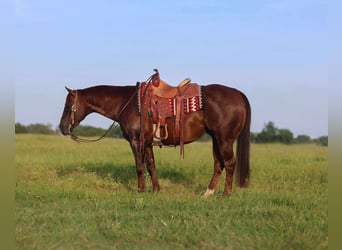 American Quarter Horse, Gelding, 8 years, 14,3 hh, Chestnut
