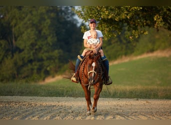 American Quarter Horse, Gelding, 8 years, 14,3 hh, Chestnut-Red