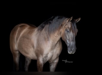 American Quarter Horse, Gelding, 8 years, 14,3 hh, Grullo