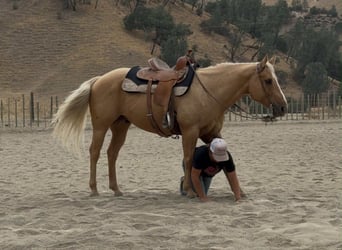 American Quarter Horse, Gelding, 8 years, 14,3 hh, Palomino