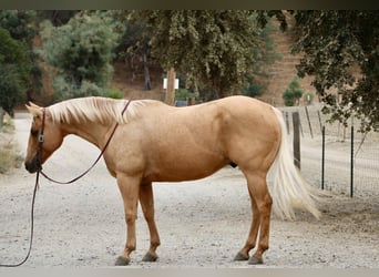 American Quarter Horse, Gelding, 8 years, 14,3 hh, Palomino