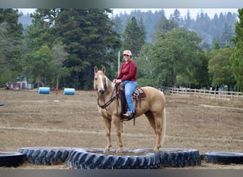 American Quarter Horse, Gelding, 8 years, 14,3 hh, Palomino