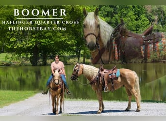 American Quarter Horse Mix, Gelding, 8 years, 14,3 hh, Palomino